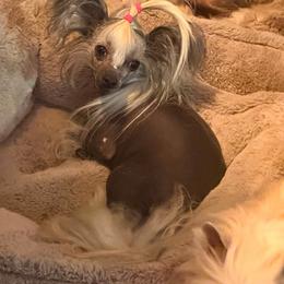 Prim - Chinese Crested