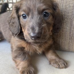 Beau - Blue and tan male Dachshund puppy in Bentonville, Arkansas from Boujee Buns Dachshunds