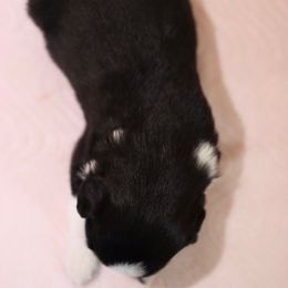 Miniature Australian Shepherd Puppies from Garay Mini Aussies