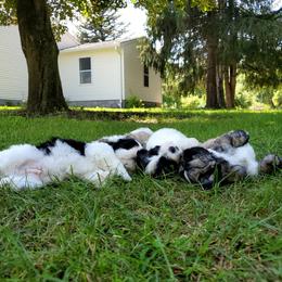 "Jack Layla Toby Maverick" Shihpoo Puppies from Perfect Companion Puppies