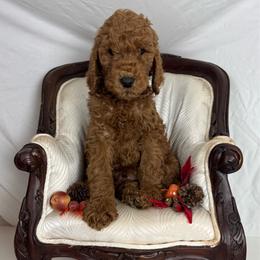 Blue Collar - Red  male Poodle puppy in Murrayville, Georgia from Spoiled Rotten Kennels