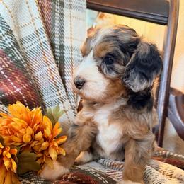 Oakley (4,800) - Merle female Bernedoodle puppy in Grandview, Texas from Big Sky Bernedoodles