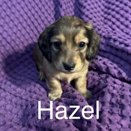 Dachshund Puppies from Snake Creek Dachshunds