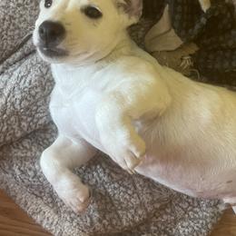 Border Collie and Jack Russell Terrier Puppies from CP FARMS BORDER COLLIES N JACKS CORP