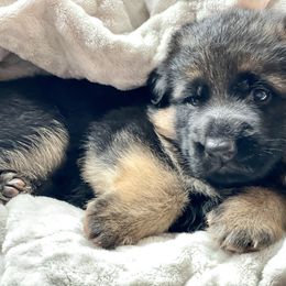Boy 4 - German Shepherd puppy in Snohomish County, Washington from Vom Haus Rae