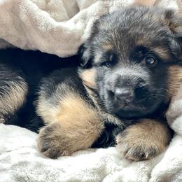 Boy 4 - German Shepherd puppy in Snohomish County, Washington from Vom Haus Rae