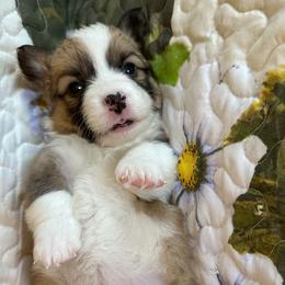 Hazelnut - Sable female Pembroke Welsh Corgi puppy in Lima, New York from Hickory Springs Corgis