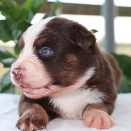 Sandy - Red tri female Miniature Australian Shepherd puppy in Goliad, Texas from Sassy Lil Aussies and Diamond W Poodles