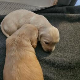 Solita - Cream female Dachshund puppy in Lebanon, Oregon from Willow Moons Dachshunds