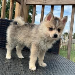 Sion - Silver and white male Pomsky puppy in Boonville, Indiana from Elysian Pomskies