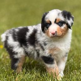 Biscuit - Blue merle male Miniature Australian Shepherd puppy in Athol, Idaho from Northern Aussies