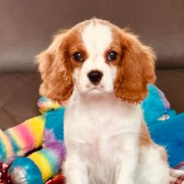 Fitz - Blenheim male Cavalier King Charles Spaniel puppy in Mount Dora, Fl, Florida from Breezy Palms Cavaliers