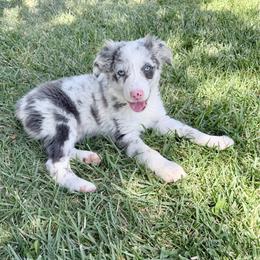 Samson - Blue merle male Miniature Australian Shepherd puppy in California from Eagle River Aussies