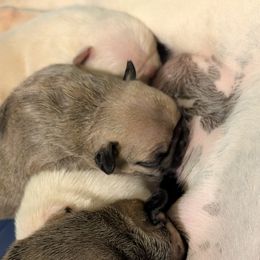 French Bulldogs from BSGM Frenchies