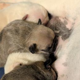 French Bulldogs from BSGM Frenchies