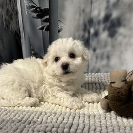Girl 2 - White and buff Bichon Frise puppy in South Carolina from Denise's Bichons Frises