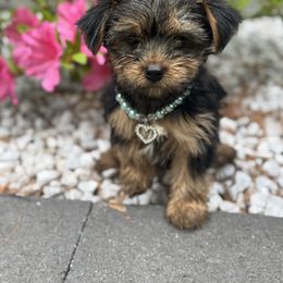 Yorkie girl blue collar - Black and tan female Yorkshire Terrier puppy in Massachusetts from Happy Tail Yorkies and Maltese