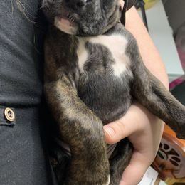Boxer Puppies from Georgia Boxer Puppies