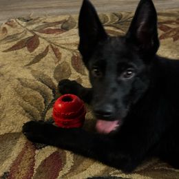 Black boy - Black German Shepherd puppy in Fredericksburg, Virginia from Trinity German Shepherd Dogs