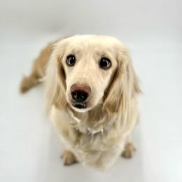 Georgia Peach - Dachshund