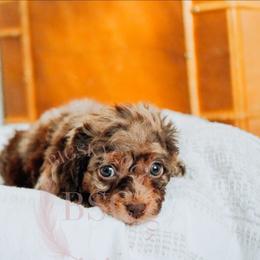 Lavender girl - Merle female Cockapoo puppy in Missoula, Montana from Big Sky Cockapoos