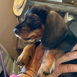 Pink wire boy - Dachshund puppy from Dawn's Dachshunds
