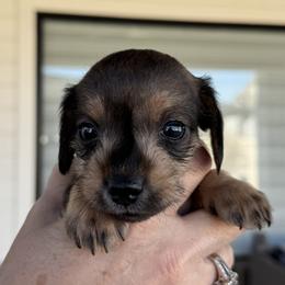 Companion Cross, Dachshund, and Miniature Schnauzer Puppies from Sheri Lauritsen