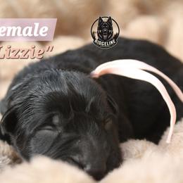 Lizzie - Black female German Shepherd puppy in Ratcliff, Arkansas from Ridgeline Shepherds
