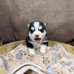 Boy 1 - Black and white male Pomsky puppy in Amarillo, Texas from Pom Pom Pomskies