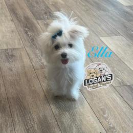 Ella - Maltese