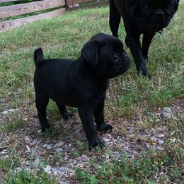 Pug Puppies from Galaxy Pugs of Georgia