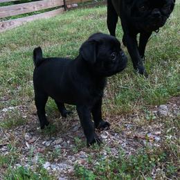 Pug Puppies from Galaxy Pugs of Georgia