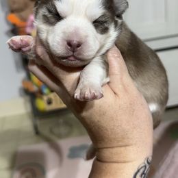 Ruby - Red and white female Pomsky puppy in Casa Grande, Arizona from Arizonas Pomsky Squad