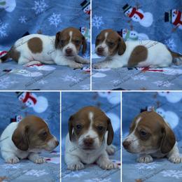 Claus - Piebald male Dachshund puppy in Gatesville, Texas from Emily’s Doxie Domain