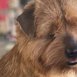 Norfolk Terriers and Norwich Terriers from BRONWYN Norfolk and Norwich Terriers
