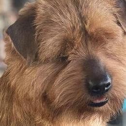 Norfolk Terriers and Norwich Terriers from BRONWYN Norfolk and Norwich Terriers