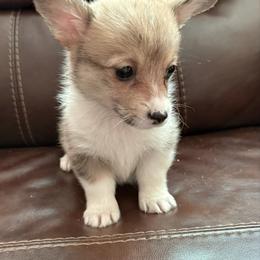 Big girl - Red female Pembroke Welsh Corgi puppy in White Sulfur Springs, Montana from Montana Shorties