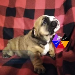 Bulldog Puppies from Westminster CH8