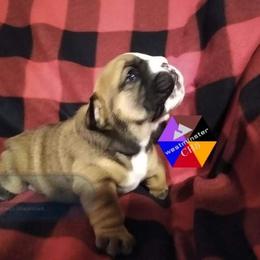 Bulldog Puppies from Westminster CH8