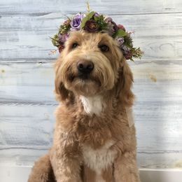 Roxy - Goldendoodle