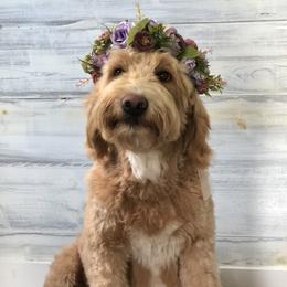 Roxy - Goldendoodle