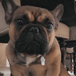 Chloe - French Bulldog