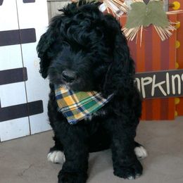 Obsidian - Phantom male Bernedoodle puppy in Mesa, Arizona from Cookies and Cream Doodles