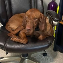 Vizslas from Hanna’s Vizsla