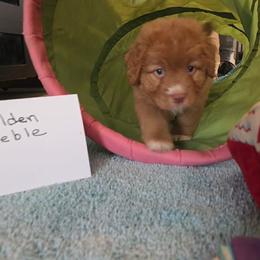 Golden Treble - Red gold female Nova Scotia Duck Tolling Retriever puppy in Austin Tx, Texas from Hearts and Paws