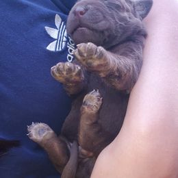 Labrador Retriever Puppies from Winchester Kennels