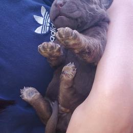 Labrador Retriever Puppies from Winchester Kennels