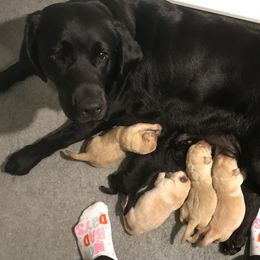 Labrador Retriever Puppies from Angelita Crawford