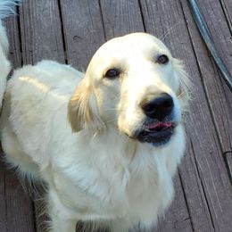 Sierra - Golden Retriever