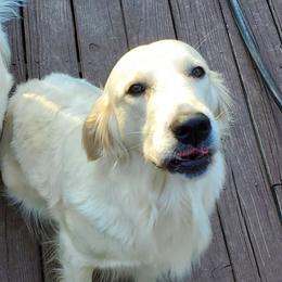 Sierra - Golden Retriever